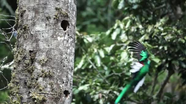 Espectacular pájaro quetzal que llega al nido en cámara lenta — Vídeo de stock
