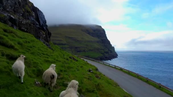 Sheep and lamb in the steep hillside walking near road — Stockvideo