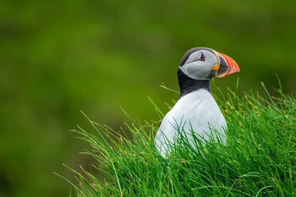 Isolated puffin on top of the hillside looking to the right — Stock Photo, Image