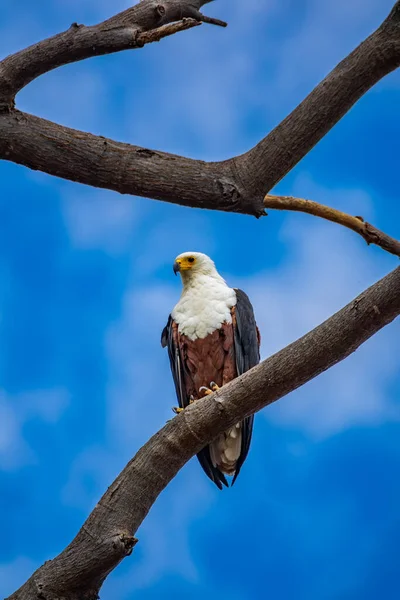 African fish eagle perched over tree, bottom view — Stok fotoğraf