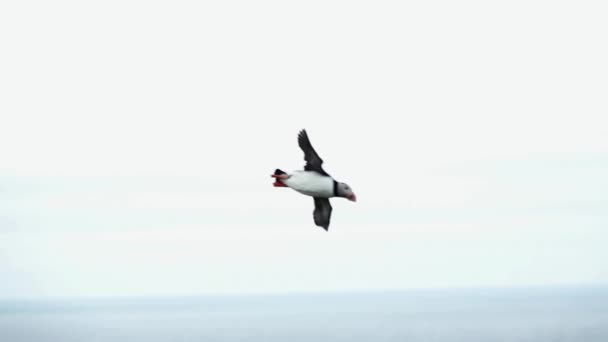 Puffin flying in super slow motion — ストック動画