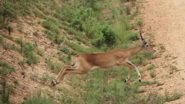 Uganda Kobus corriendo sobre pista en slow-mo — Vídeo de stock