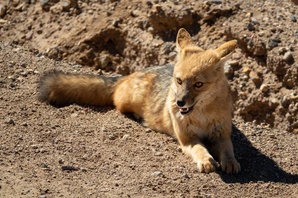 Angry wild fox laid down on the ground — Stockfoto