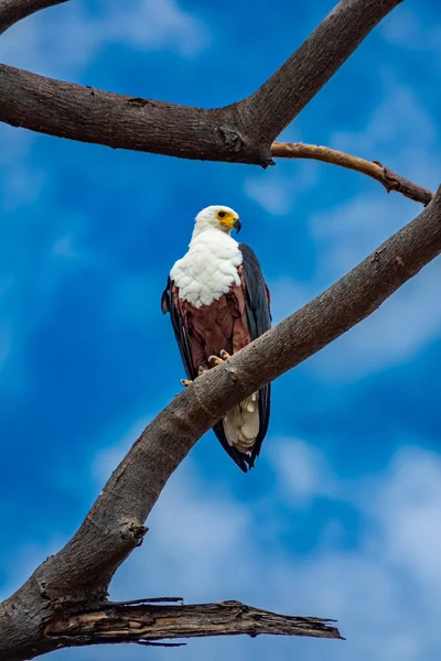 African fish eagle perched over tree looking to the right — ストック写真