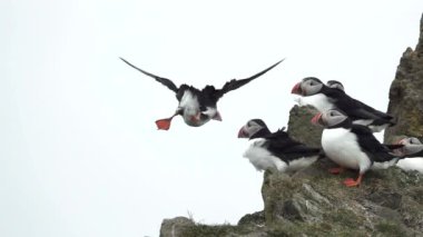 Puffin flying while others stand over the rocks