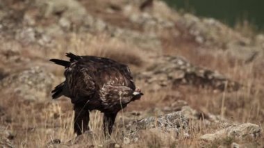 Aquila chrysaetos male bird feeding in slow-mo