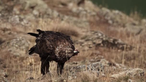 Aquila chrysaetos самец птицы кормление в медленном темпе — стоковое видео