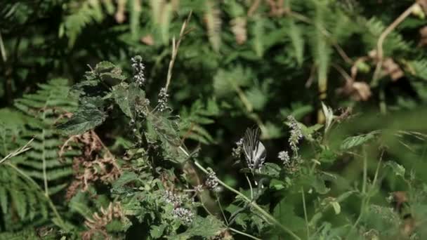 Mariposa volando de una hoja a otra en cámara lenta — Vídeo de stock