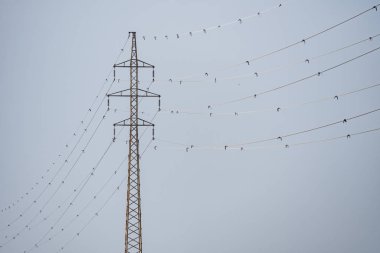Power tower with signals for bird protection