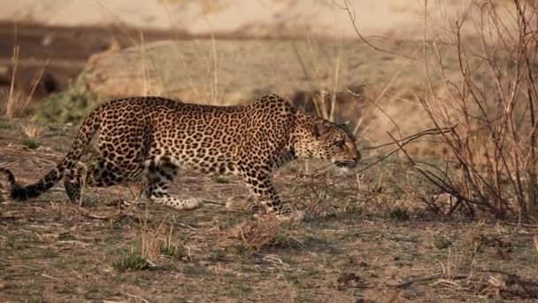 Spectaculaire traque sauvage de léopard au ralenti super 4k 