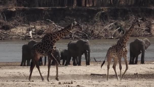 Жирафи ходять у дуже повільному русі поблизу річки — стокове відео