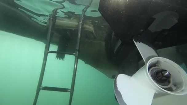 Entrée dans le bateau après la séance de plongée avec tuba — Video