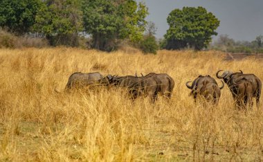 Sıcak bir günde çalılıklarda vahşi bufalolar