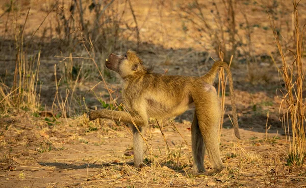 Visão de perfil de macaco comendo no chão — Fotografia de Stock