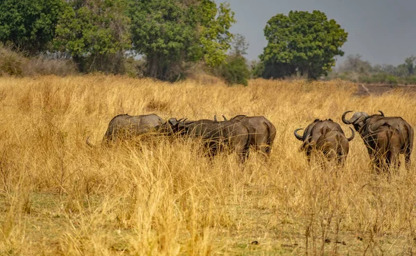 Buffles sauvages dans la brousse par une chaude journée — Photo