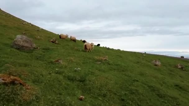 Вівці і ягнята в крутих схилах пагорбів ходять — стокове відео