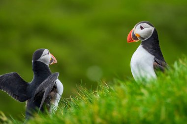 Puffinlerin flört etmesi ve yamaçta kanat çırpması.