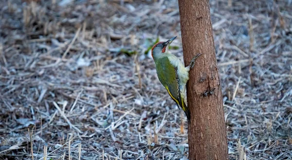 Picus viridis woodpecker上の隔離された木の幹とともにテキストスペース — ストック写真