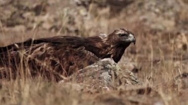Aquila chrysaetos erkek kuş yerden uçmaya başlar.