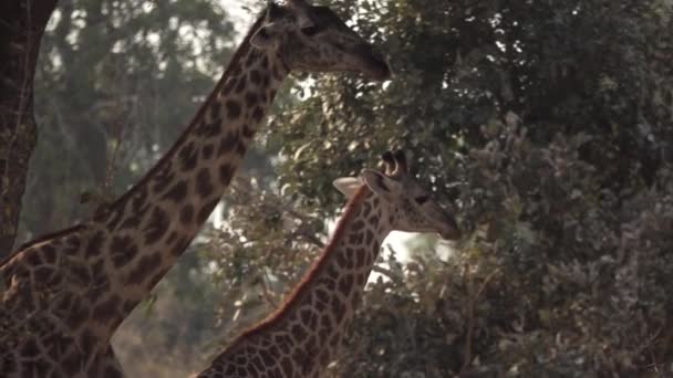 Dos jirafas caminando en lento-mo — Vídeos de Stock