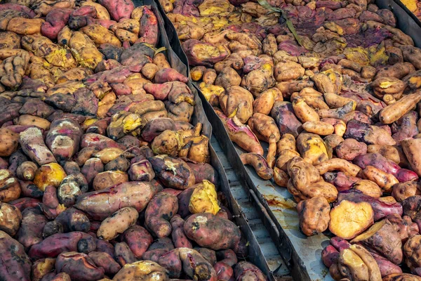 Preparación de curanto con verduras en Isla de Pascua — Foto de Stock