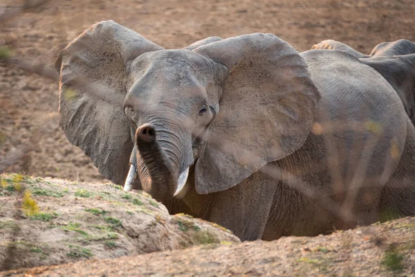Vista frontal do elefante levantando tronco para a câmera — Fotografia de Stock
