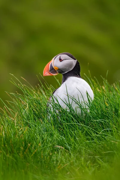 Isolated puffin on top of the hillside looking to the left, blurred background — Stock Photo, Image