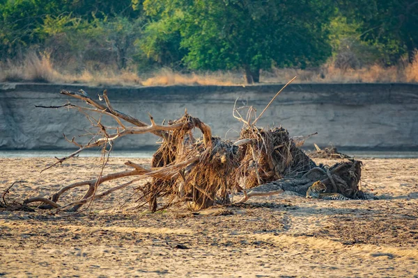 Leopárd rejtőzik a folyópart törmelékében. — Stock Fotó