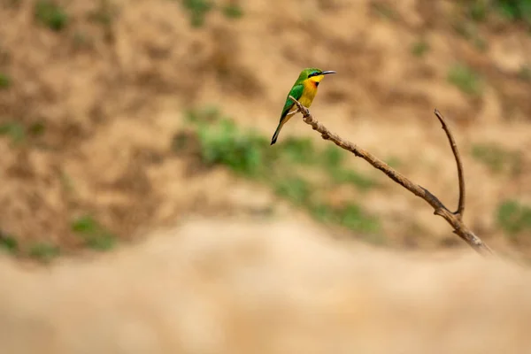 Bee-eater over the small branch with blurred background — Stockfoto