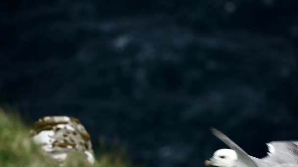 Seagull flies near the cliff in slow motion — Stock video