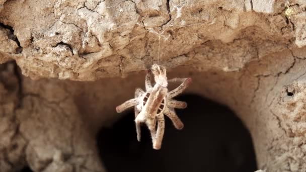 Piel de araña sosteniendo y moviéndose con el viento — Vídeos de Stock