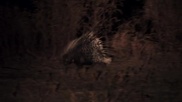 Vista nocturna de puercoespín durante safari en coche de caza — Vídeos de Stock