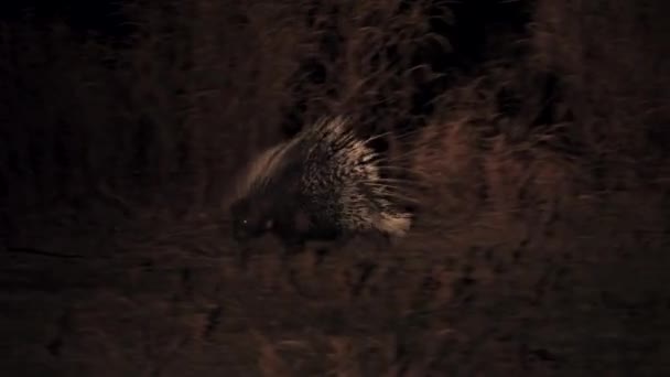 Vista nocturna de puercoespín durante safari en coche de caza — Vídeo de stock