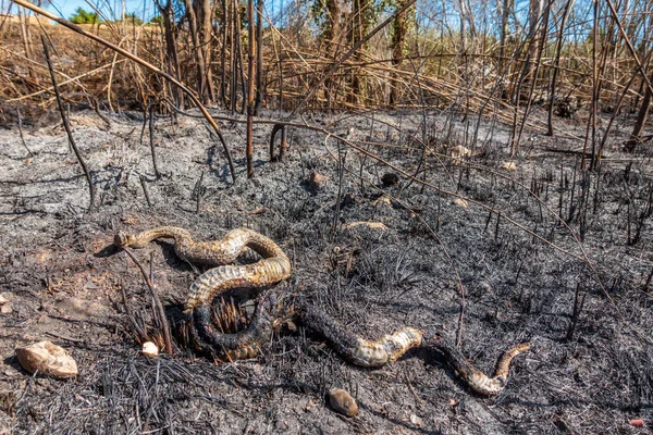 Burnt snake on the ground after huge fire — Stockfoto