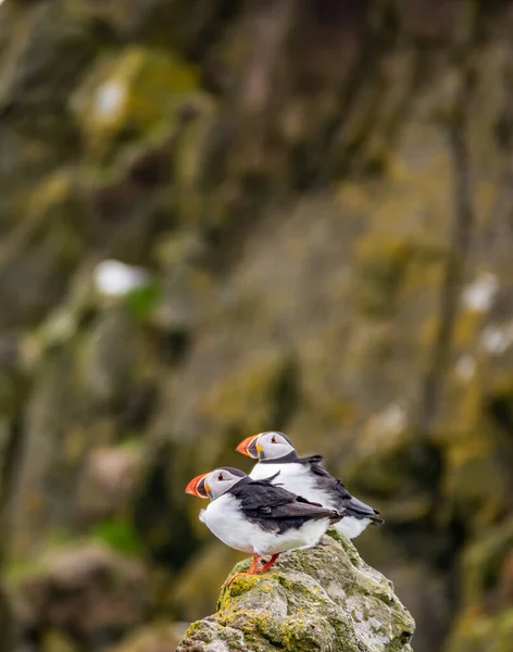 Kayanın tepesinde metin boşluğu olan puffinler — Stok fotoğraf