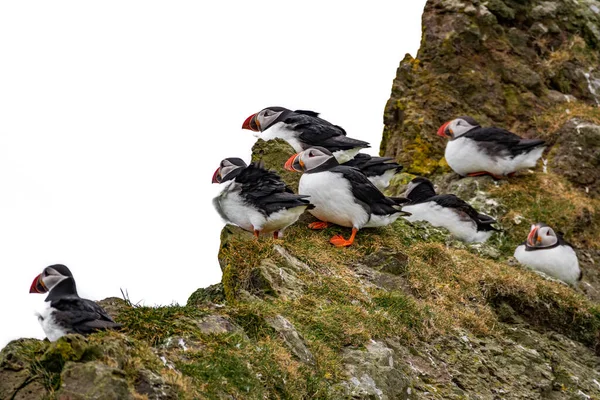 Soğuk iklim, kayaların üzerinde puffinler — Stok fotoğraf