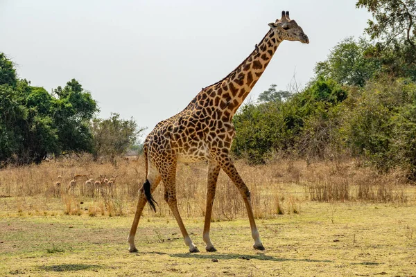 Vue du profil de girafe marchant avec de nombreux oiseaux — Photo