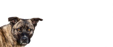 Köpeğin beyaz arka planlı kameraya baktığı ön manzara