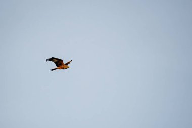 Uçurtma kuşu açık gökyüzüne doğru uçuyor