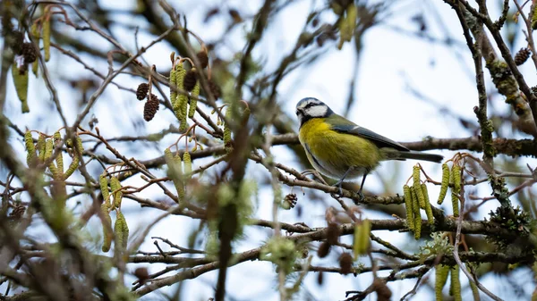 Eurasian blue tit searching for food over the branches — Zdjęcie stockowe