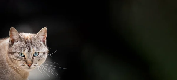 Front view of cat looking to the camera with black background — Stock Photo, Image