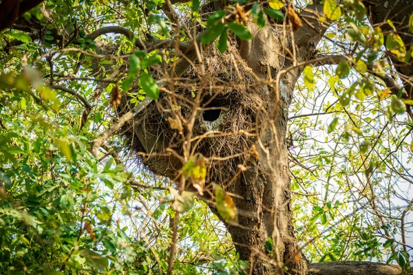 大きな穴のある木の上のハンマーコップの巣 — ストック写真