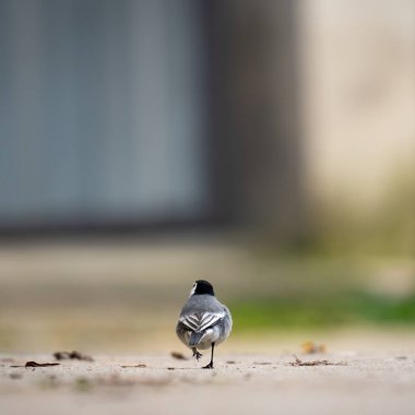 Wagtail 'in sokakta yürüdüğü arka manzara.
