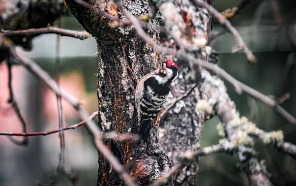 Specht Picidae Nahaufnahme Blick über Apfelbaumstamm — Stockfoto