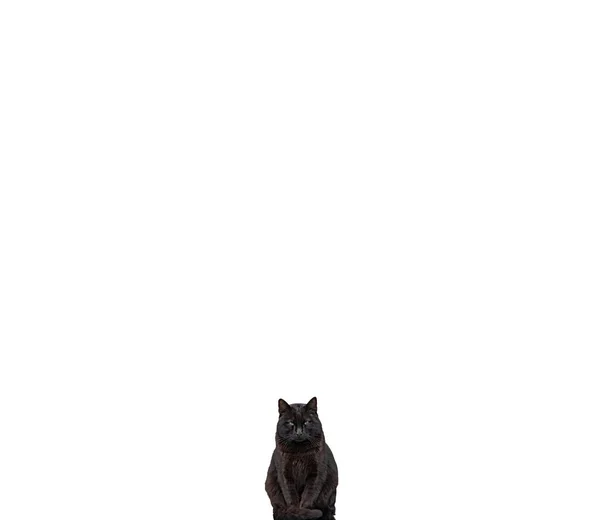 Czarny kot patrzący w kamerę na białym — Zdjęcie stockowe