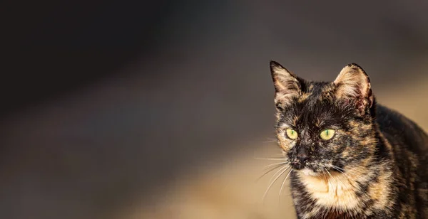 Carey cat head looking to the left — Stock Photo, Image