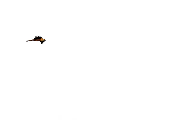 Latający latawiec na białym tle z otwartymi skrzydłami — Zdjęcie stockowe