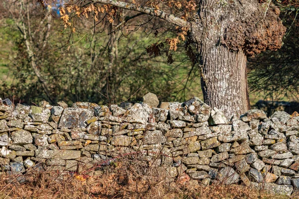 Mur en pierre et chêne avec fond flou — Photo