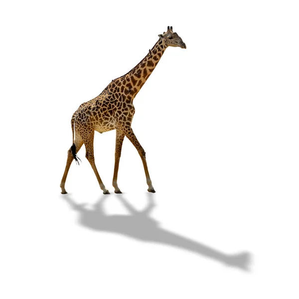 Girafa isolada sobre fundo branco com sombra — Fotografia de Stock