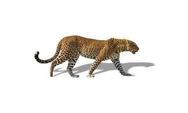 Beyaz gölgeli leopar yürüyüşünün profil görünümü